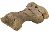 Partial Hadrosaur (Edmontosaurus) Metatarsal (IV) - Wyoming #233813-2